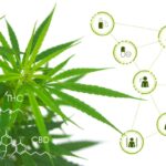 5 Life-Changing Health Advantages of CBD for Seniors