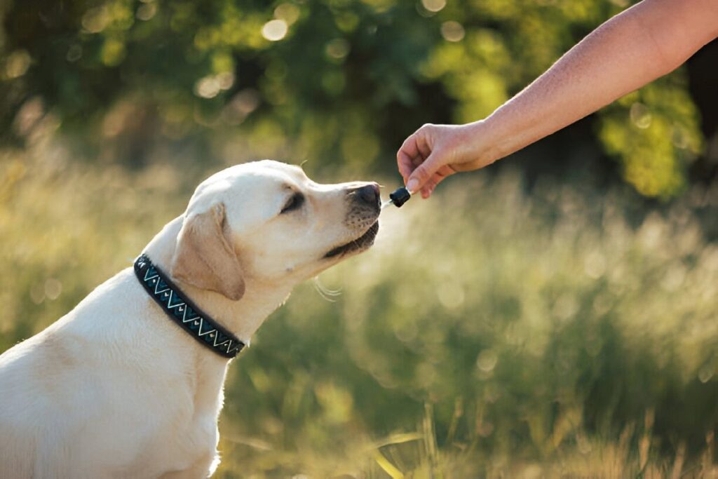 Advantages of CBD for Heart Wellbeing